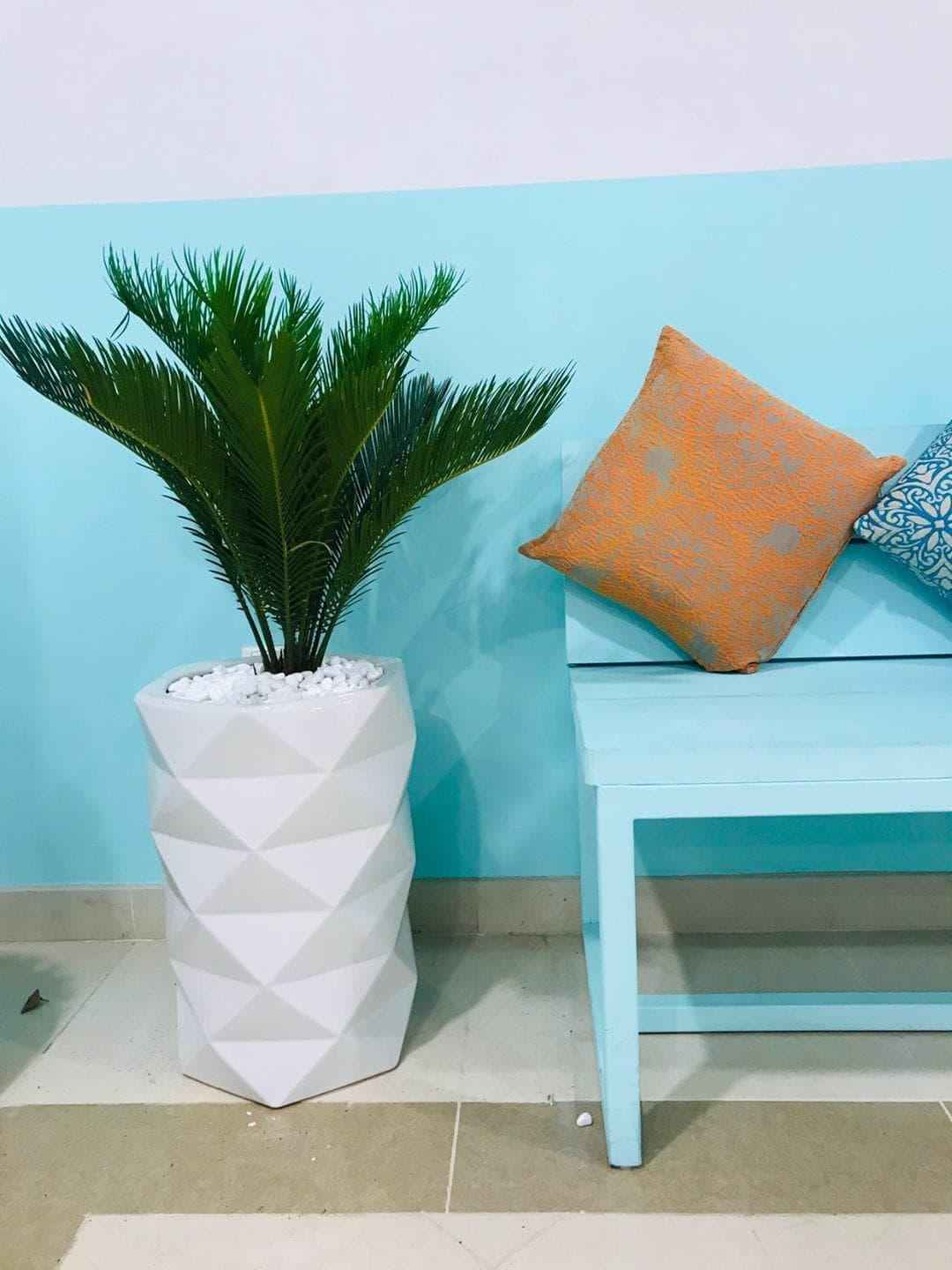 Sago Palm in Ceramic Pot - 1m Cycas Palm in Large Ceramic Planter