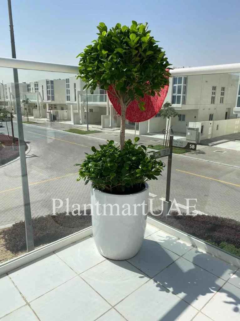 Potted Ficus panda 2-Tier/Head in CERAMIC pot | outdoor plant | Best Online Plant Shop | PlantMartUAE.com