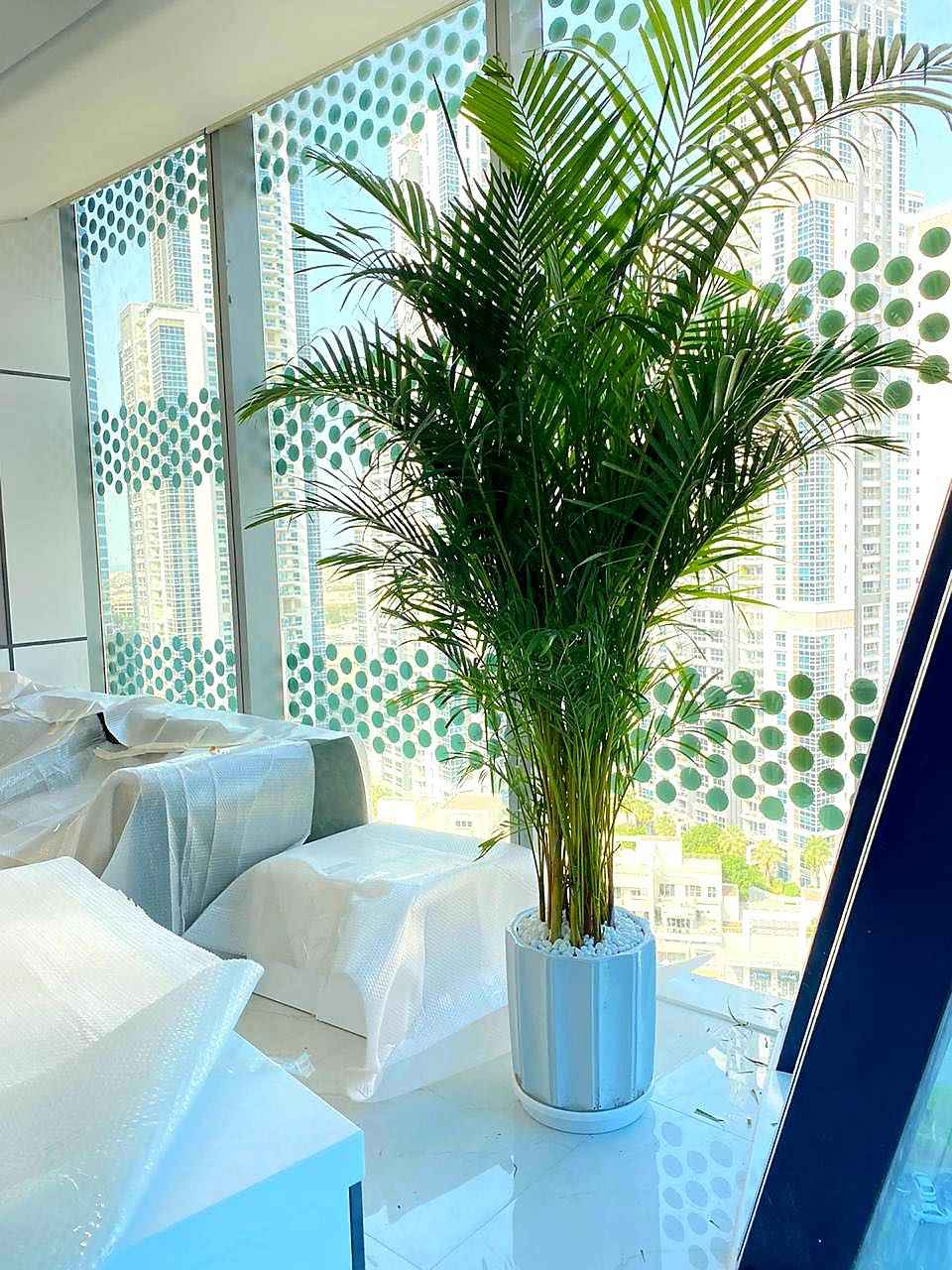 Areca Palm Indoor 2mtr-2.3mtr in CERAMIC Pot | Chrysalidocarpus lutescens | indoor plant | Best Online Plants | PlantMartUAE.com