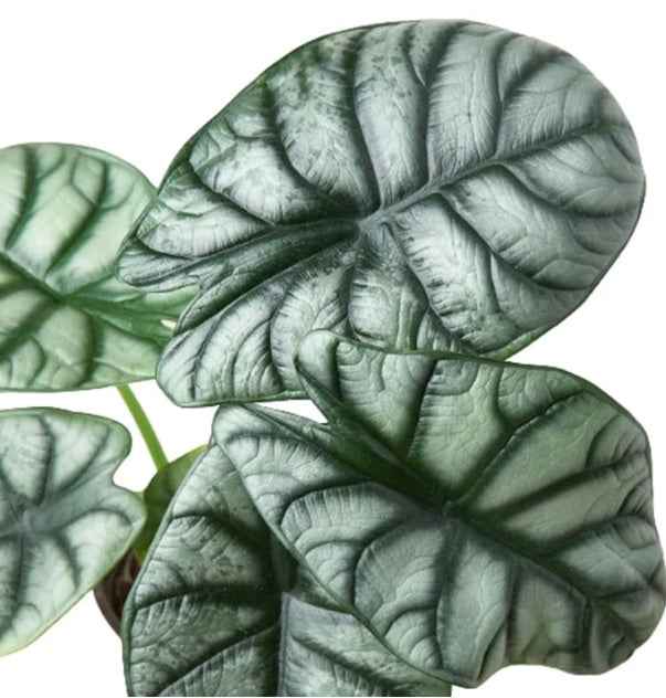 Alocasia Silver Dragon Plant 30cm-35cm – Exotic Indoor Houseplant for Home Decor