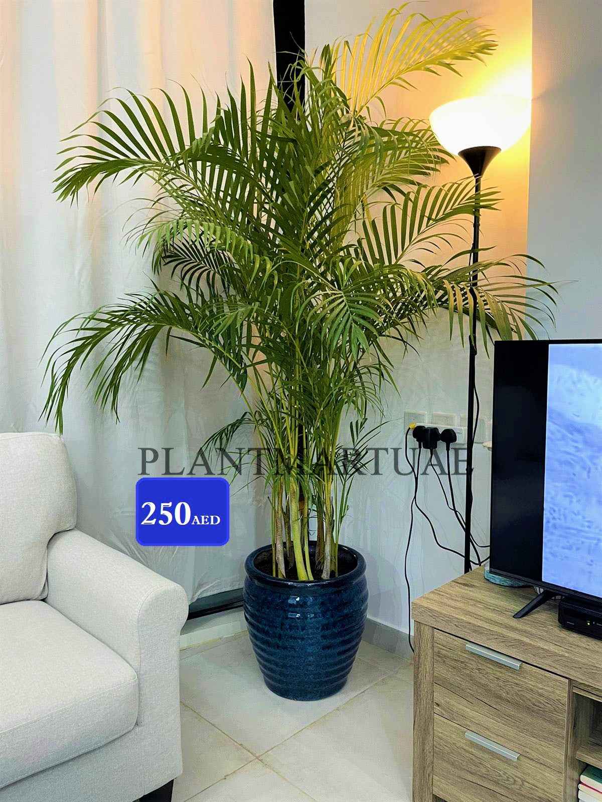 Areca Palm LARGE/ CERAMIC pot 170cm-180cm
