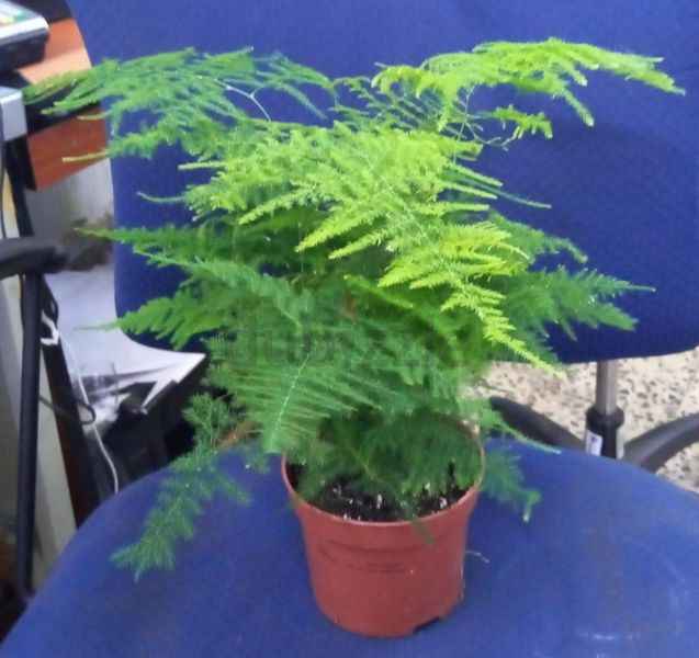 Asparagus Setaceus Holland