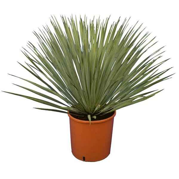 Beaked Yucca 0.5mtr - 0.6mtr | Outdoor plant | Yucca Rostrata | Best Online Store | PlantMartUAE.com