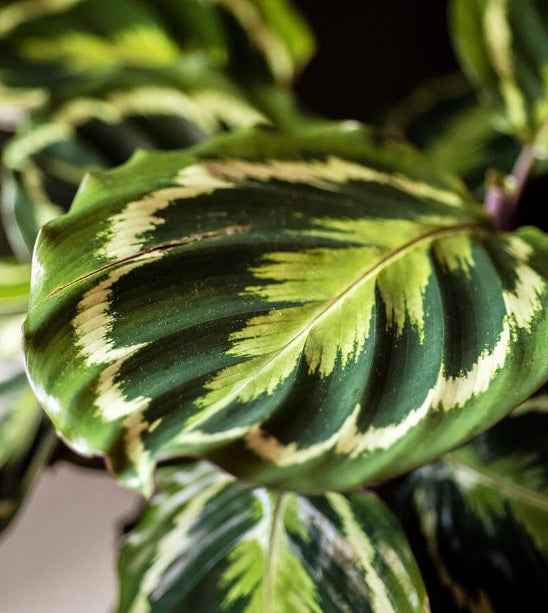 Calathea Medallion Plant 30cm-40cm | indoor plant | Calathea Zebra Plant | Best Online Plant Shop | PlantMartUAE.com