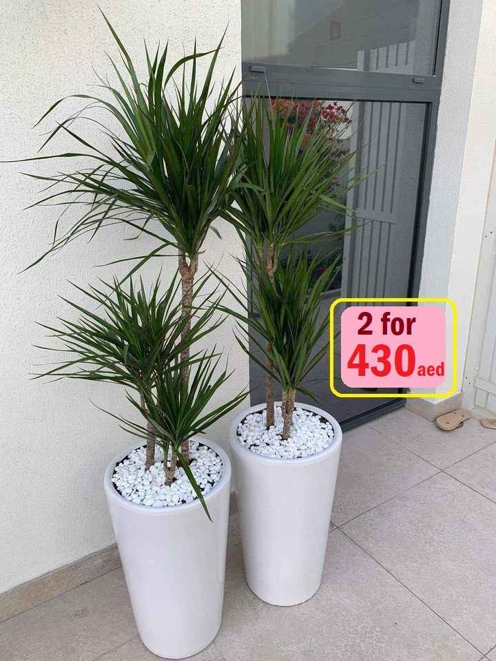 TWIN PACK: Dracaena Marginata/CERAMIC pot