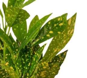 Croton Gold Star 30cm-40cm, Codiaeum Variegated Gold Dust indoor plant