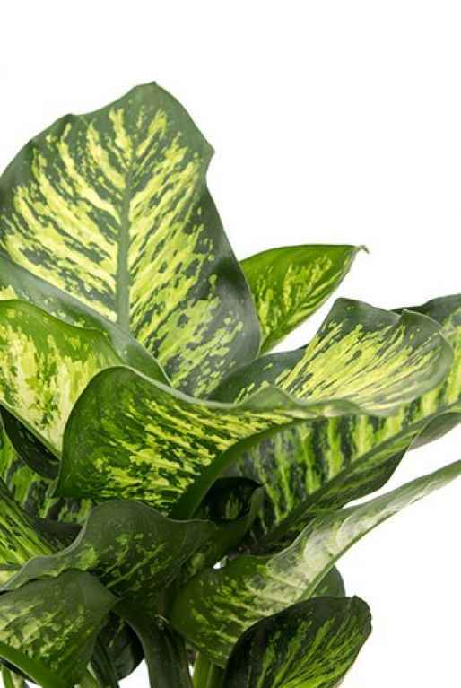 Dieffenbachia Seguine 75cm-80cm Tropic Snow indoor Plant
