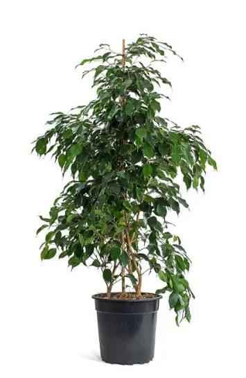 Ficus Benjamina 80cm-1mtr indoor plant Weeping fig, benjamin fig or ficus tree