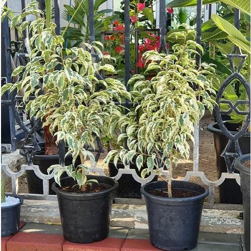 Ficus benjamina Starlight houseplants with variegated leaves in black pots outdoors