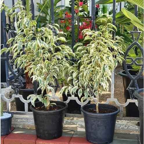 Ficus Benjamina Variegated 50cm-60cm Indoor Plant Weeping Wig - Perfect Variegated Ficus Benjamina Indoor Plant