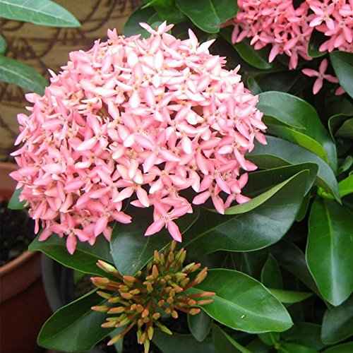 Ixora Chinensis Pink 30cm - 40cm