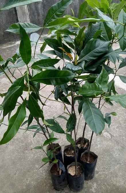 Jackfruit Plant 60cm - 70cm