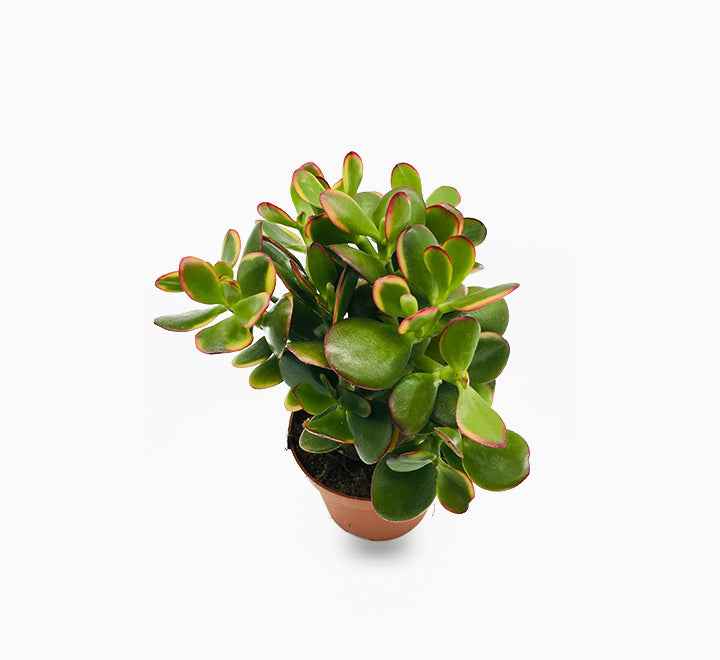 Jade plant 10cm-25cm