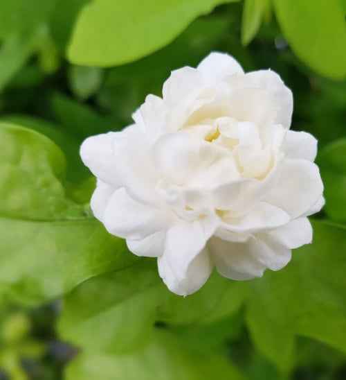 Arabian Jasmine 20-30 cm | Outdoor plant | Jasmine Sambac | Best Online Plants | PlantMartUAE.com