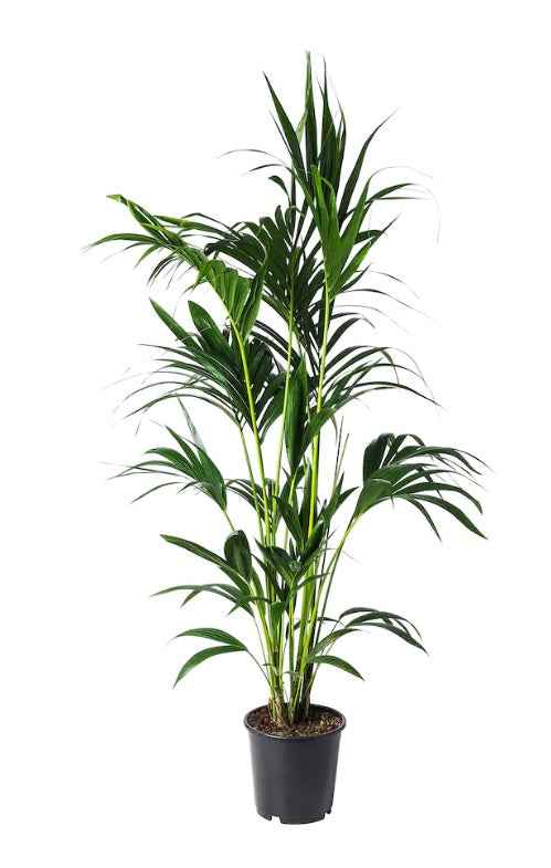 Kentia Palm Holland 100cm-120cm | indoor plant | Best Online Plant Shop | PlantMartUAE.com Howea forsteriana, Kentia Palm or Thatch Palm