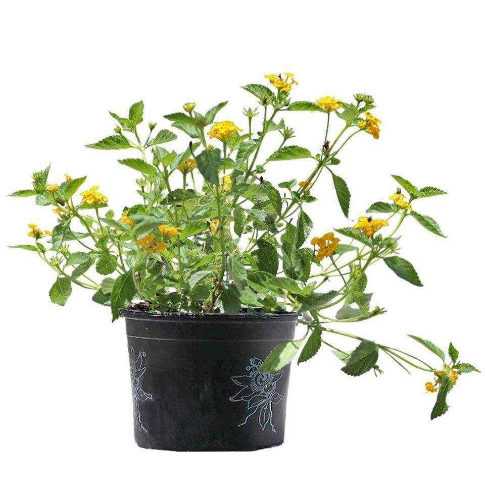 Lantana Yellow 40cm - 50cm