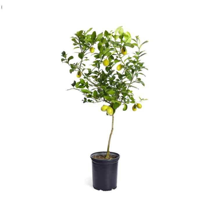 Lemon 1.0m - 1.5m Ht