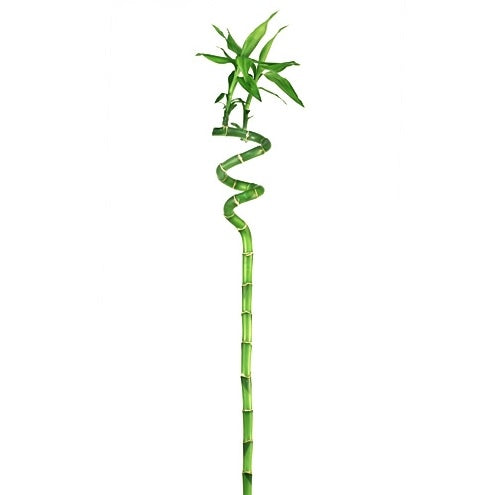 Spiral lucky bamboo stalk with green leaves on a white background