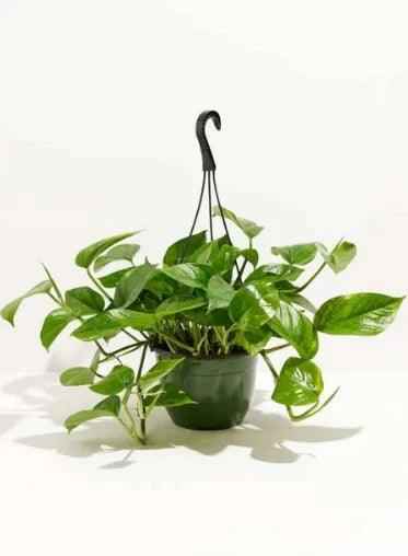 Money Plant Hanging Indoor Plant - 30cm Pothos for Your Home