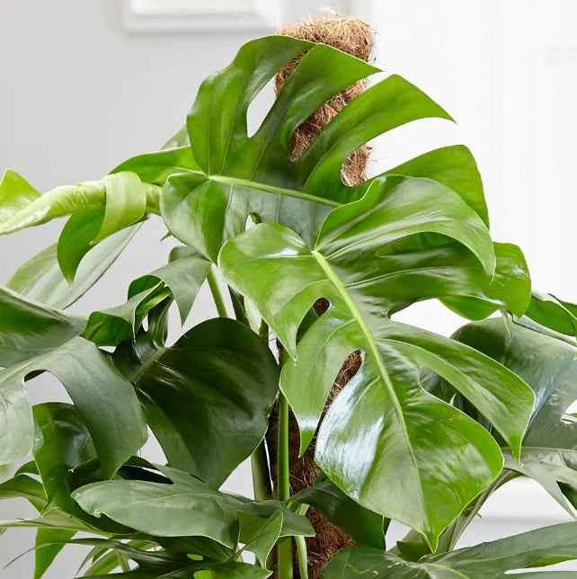 Monstera Pertusum 100cm-120cm | indoor plant | Best Online Plant Shop | PlantMartUAE.com Ceriman, Swiss Cheese Plant, Monstera, Mexican Breadfruit, Delicious Monster, Split-leaf philodendron