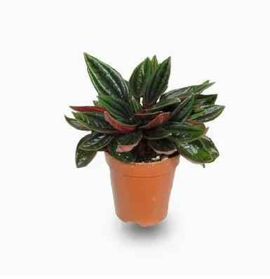 Peperomia Caperata Rosso Indoor Plant 20cm-30cm | Best Online Plants at PlantMartAE.com