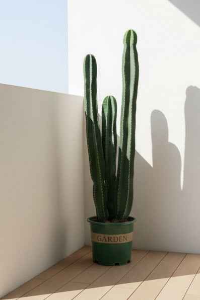 Peruvian Apple Cactus 150cm - 180cm