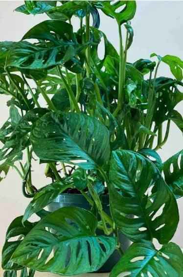 Monstera Adansonii | Swiss Cheese Plant 1.0-1.2m | indoor plant | Best Online Store | PlantMartUAE.com