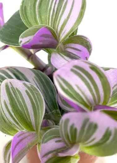Pink Nanouk 5cm-10cm Tradescantia Fantasy Venice indoor plant