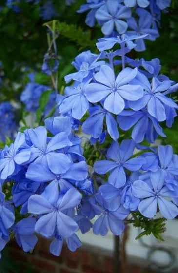 Plumbago 40cm - 50cm