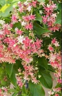 Rangoon Creeper 60cm - 80cm
