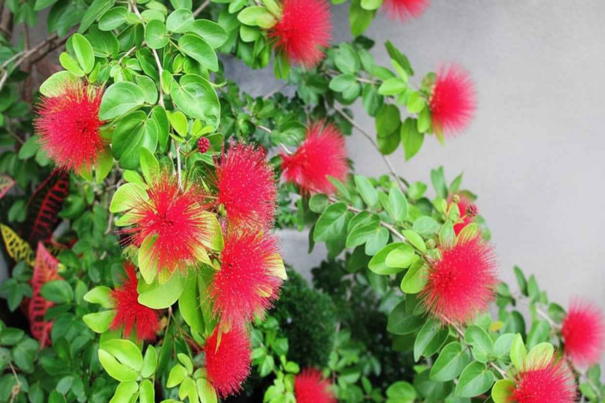 Red Powder Puff 70cm - 80cm