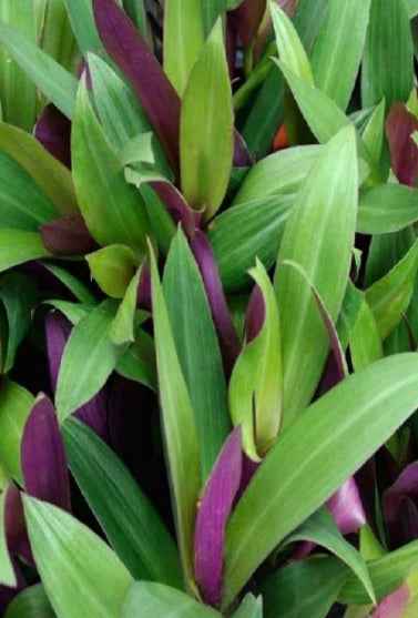 Rhoeo discolor Bushy (Moses-in-the-Cradle)Tradescantia Spathacea 30cm - 40cm