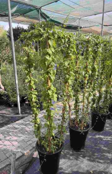 Sky Blue Cluster Vine 150-170cm