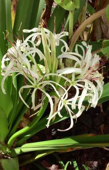 Spider Lily 50cm - 60cm | Outdoor plant | Giant Crinum Lily or Seashore lily or Crinum Asiaticum | Best Online Plant Shop | PlantMartUAE.com