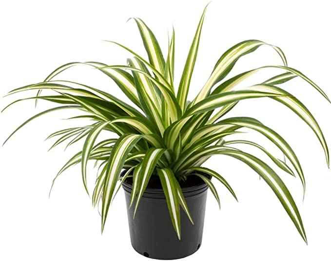 Spider plant (plastic pot) 30cm