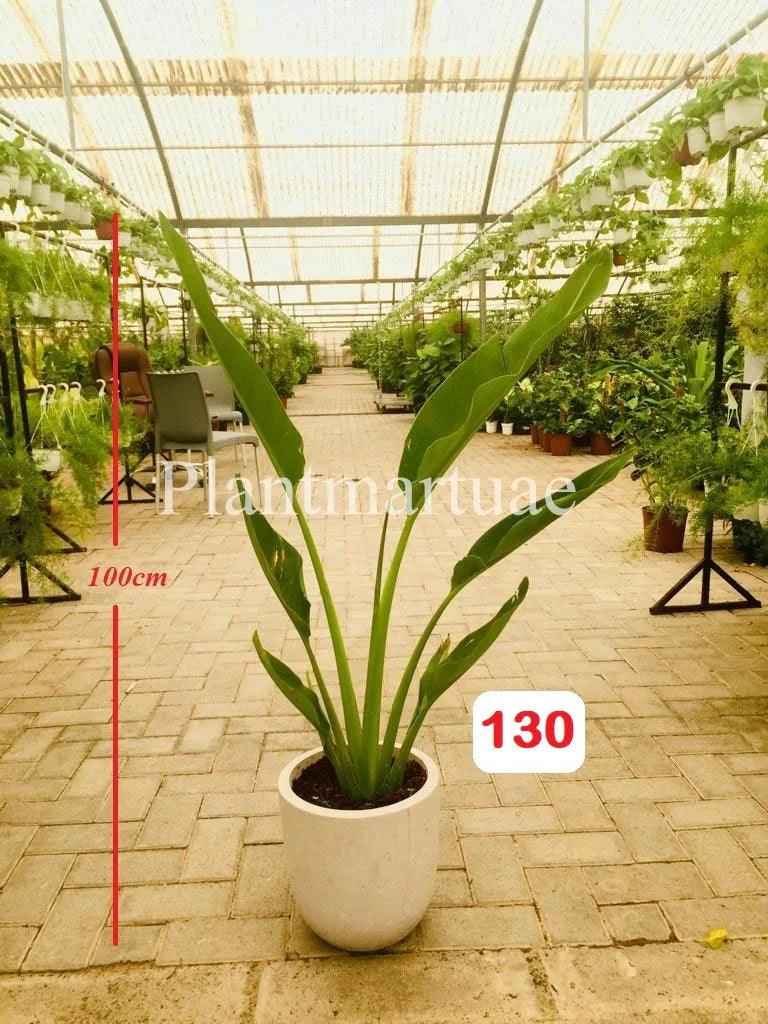 Travelers Palm Indoor Plant in Ceramic Pot - Medium 1 Meter