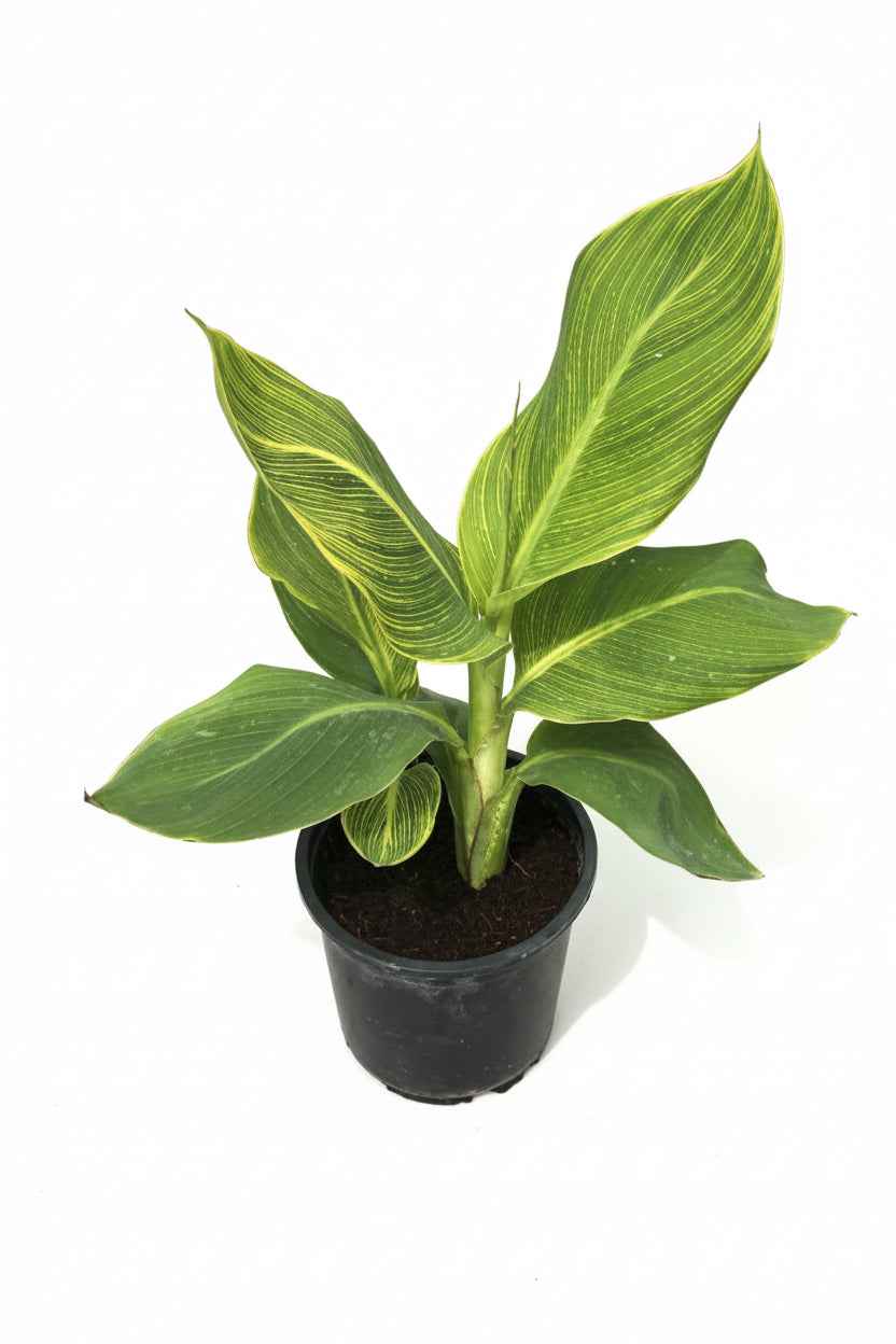 Tropicana Canna Lily Water Plant 40-60 cm