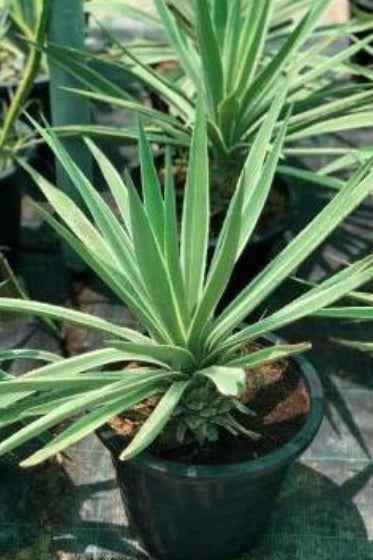 Variegated Caribbean Agave 30cm - 40cm | Outdoor plant | Agave angustifolia 'Marginata' | PlantMartAE.com
