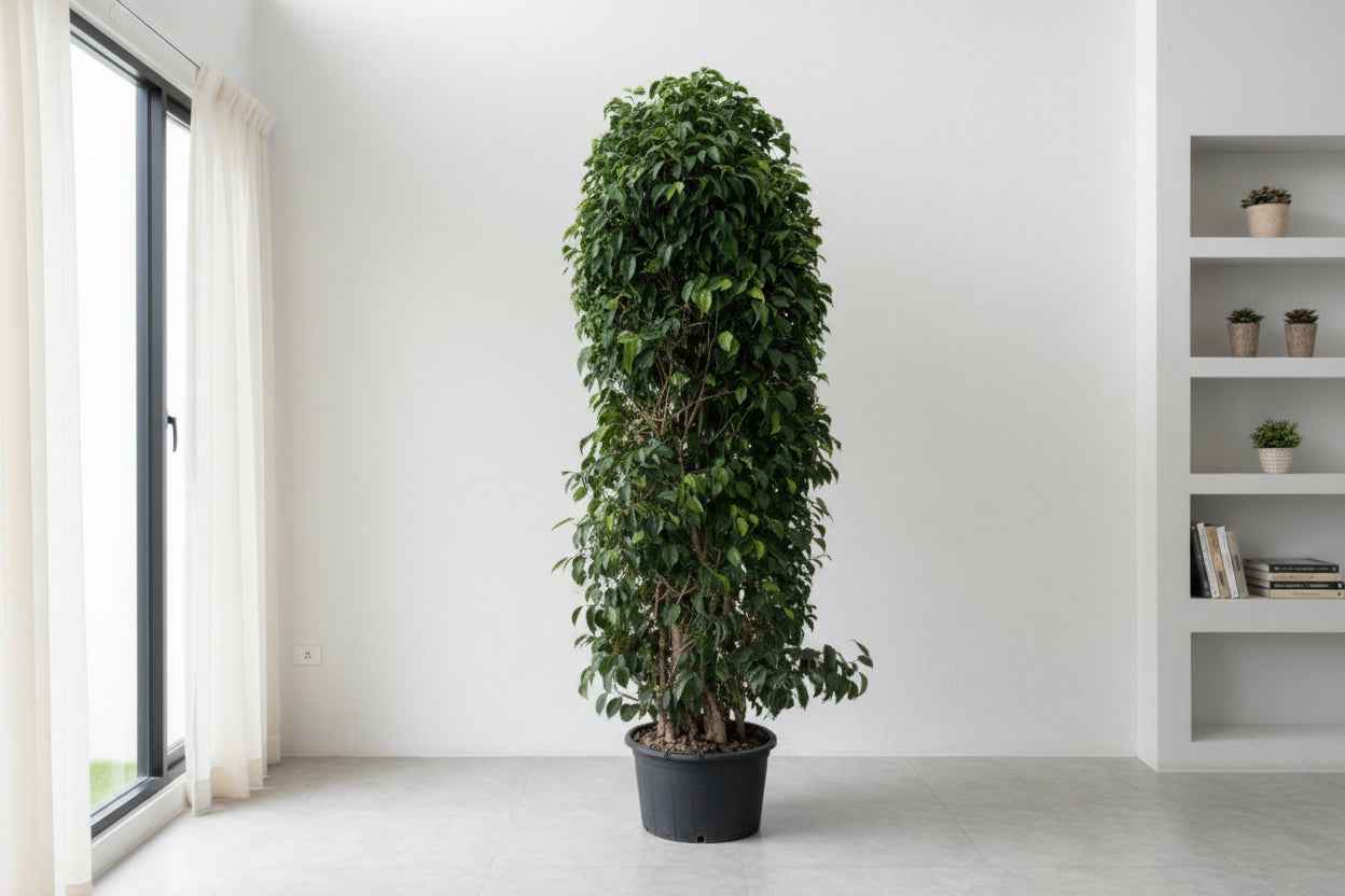 Weeping Fig Bushy 1.8Mtr - 2Mtr | indoor plant | Benjamin fig or ficus tree | Best Online Plants | PlantMartUAE.com