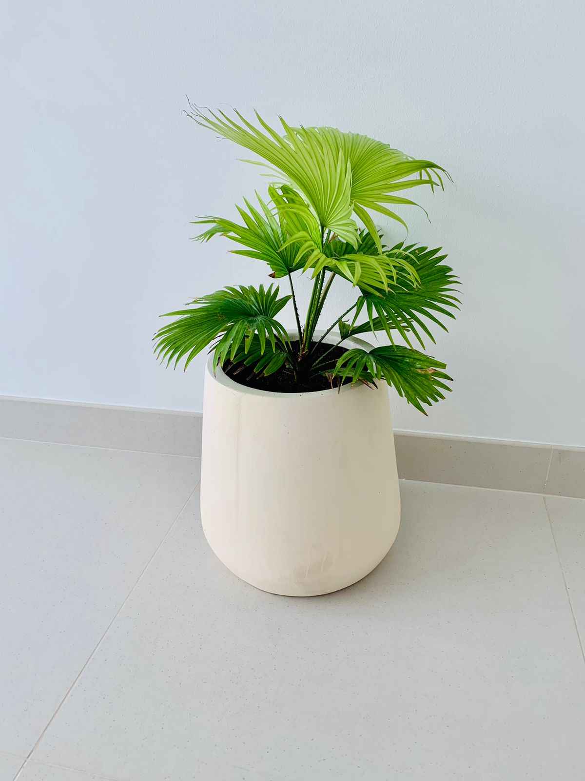 Livistonia Rotundifolia | Footstool Palm 25cm-30cm