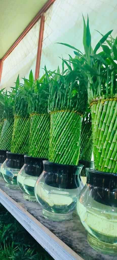 Lucky Bamboo Indoor Plant Twisted 60cm-70cm in Glass Fish Bowl - الخيزران محظوظا Indoor Bamboo Plants