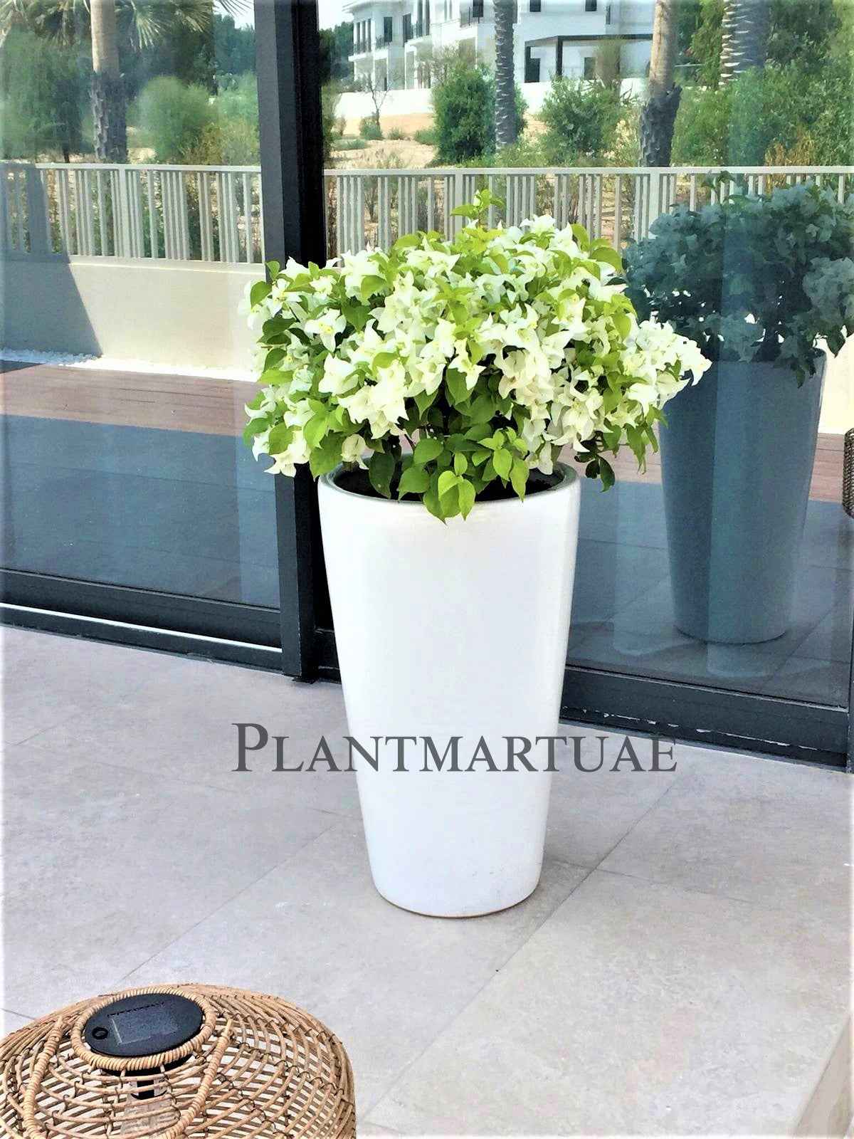 Potted White Bougainvillea Plant 80-90cm in Large Ceramic Pot for Stunning Outdoor Decor