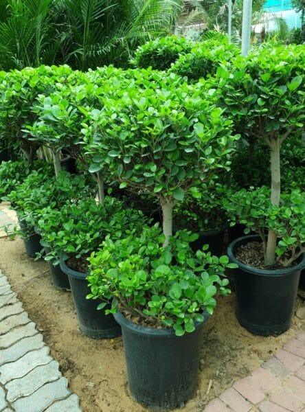 Ficus Panda trees with double heads in black pots, lush green foliage, outdoor setting