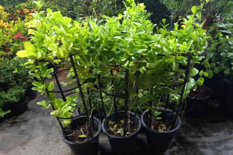Mandevilla Vine Creeper Plant 1mtr