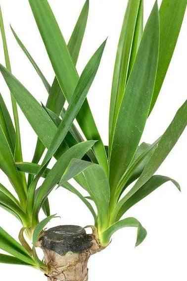 Yucca XL Plant 150cm-160cm in Stylish Ceramic Pot for Modern Decor