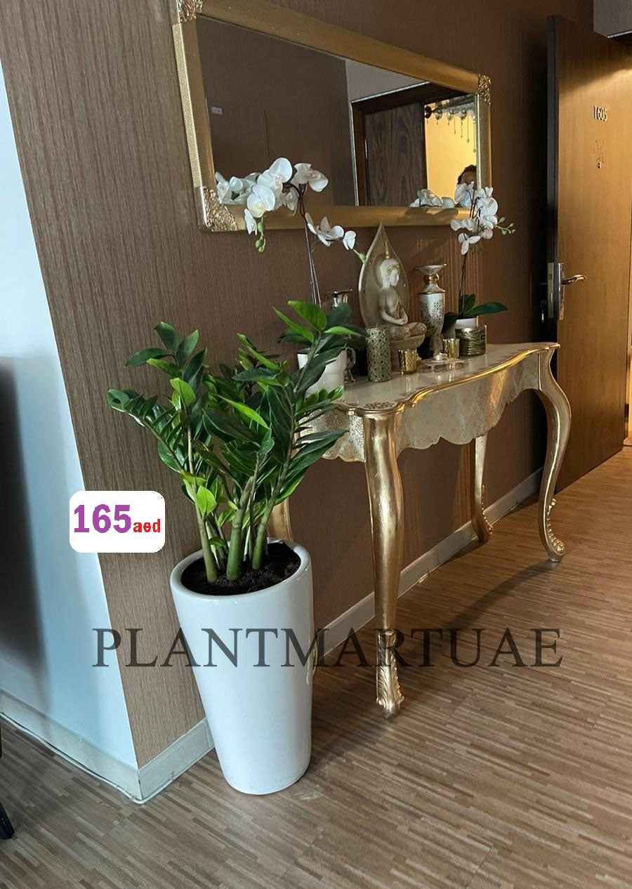 POTTED ZZ Plant in CERAMIC POT - Zamioculcas Zamiifolia - Zanzibar Gem - ZZ Plant (L)