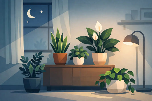 Which Plants Need Low Light at Home?