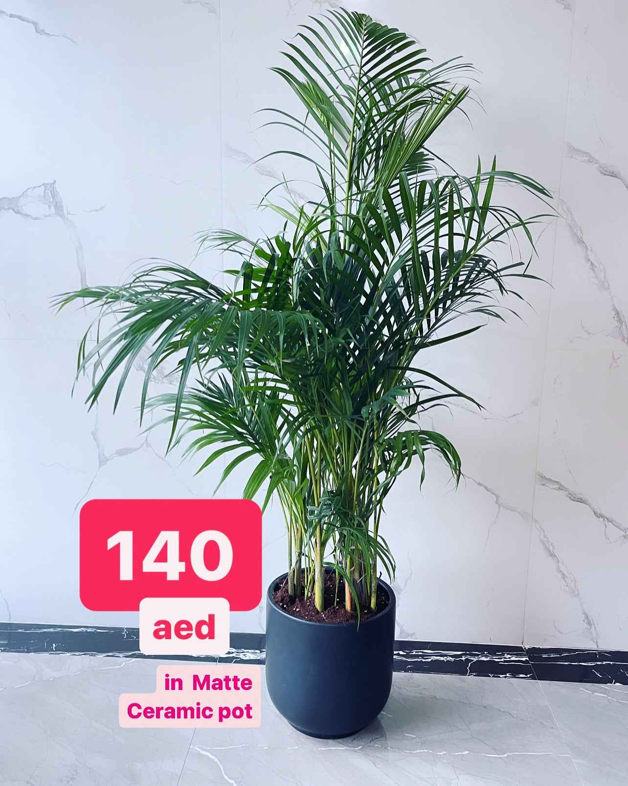 is palmera an indoor plant Areca Palm Indoor 150cm-160cm | Indoor Plant