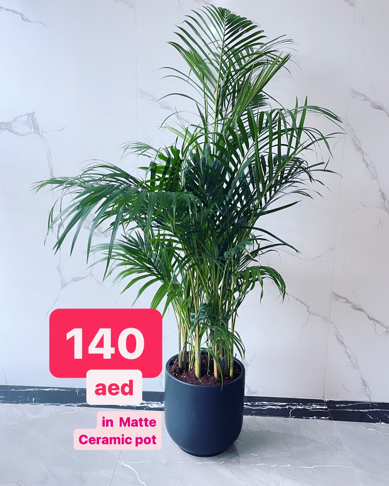 Indoor palm plant in matte ceramic pot on marble floor, price 140 AED displayed.