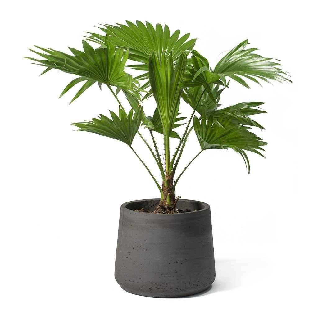 Livistonia Rotundifolia | Footstool Palm 25cm-30cm